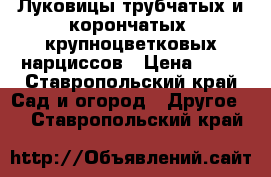 Луковицы трубчатых и корончатых  крупноцветковых нарциссов › Цена ­ 10 - Ставропольский край Сад и огород » Другое   . Ставропольский край